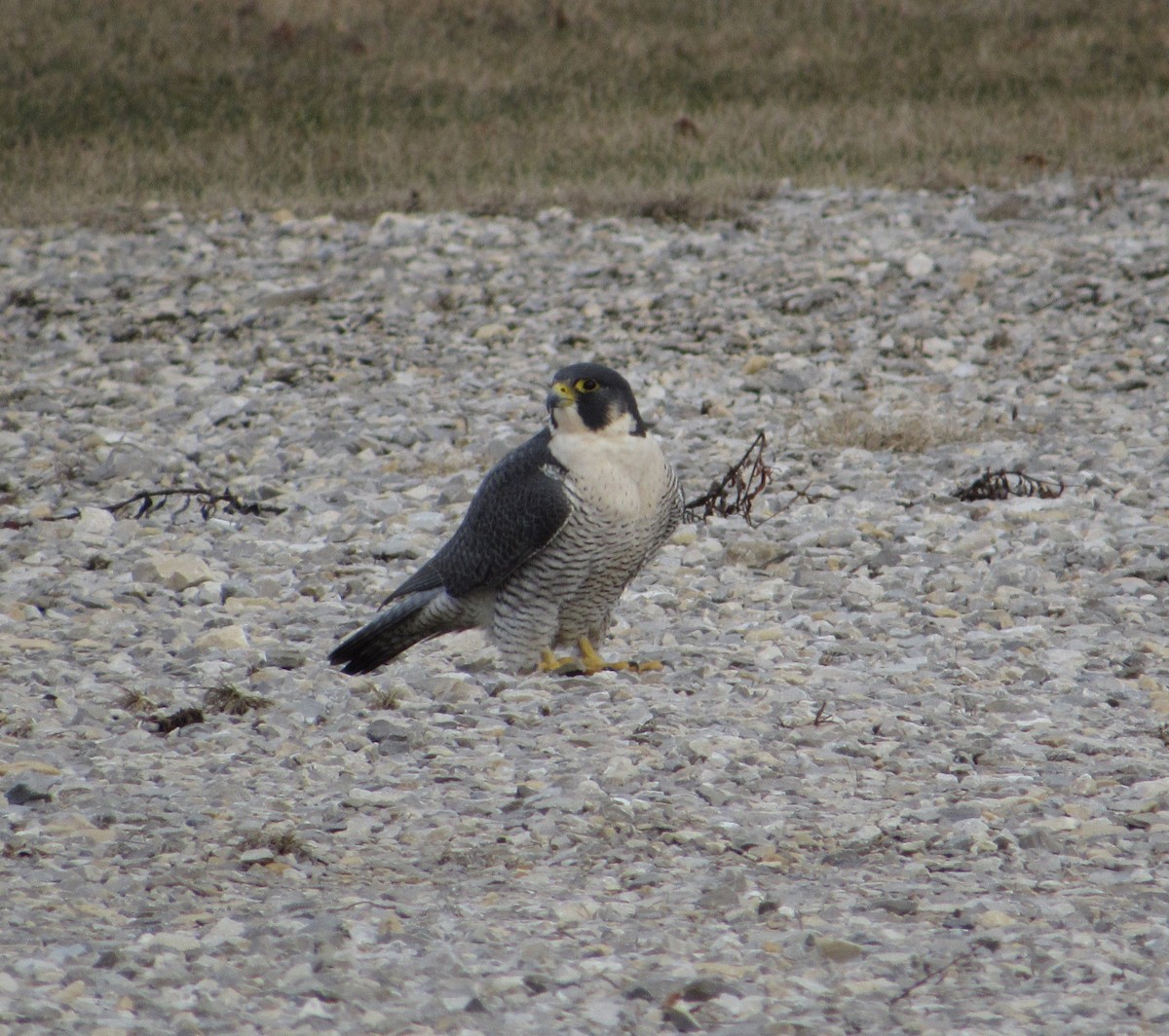 Peregrine Falcon - ML523965251