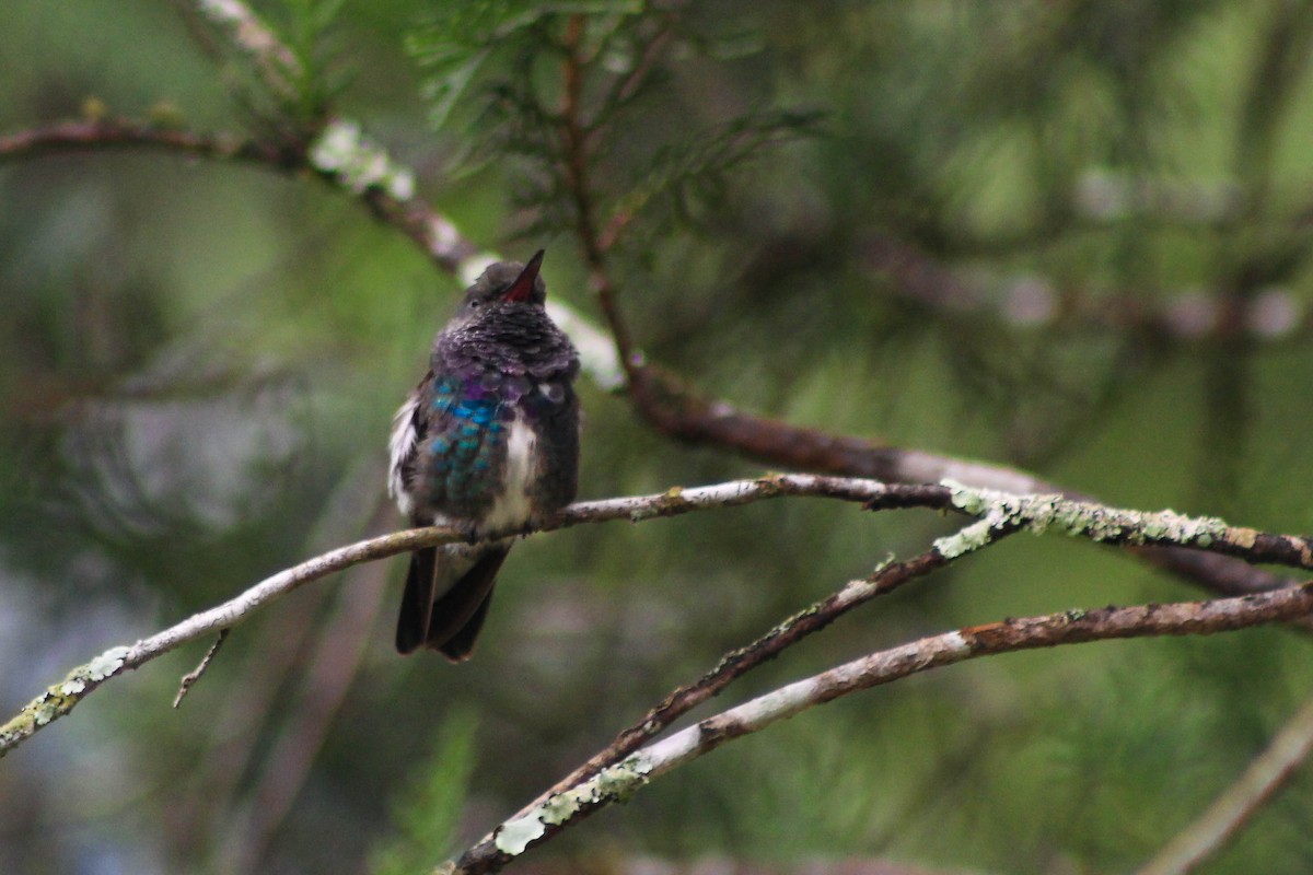 Sapphire-spangled Emerald - ML523965561