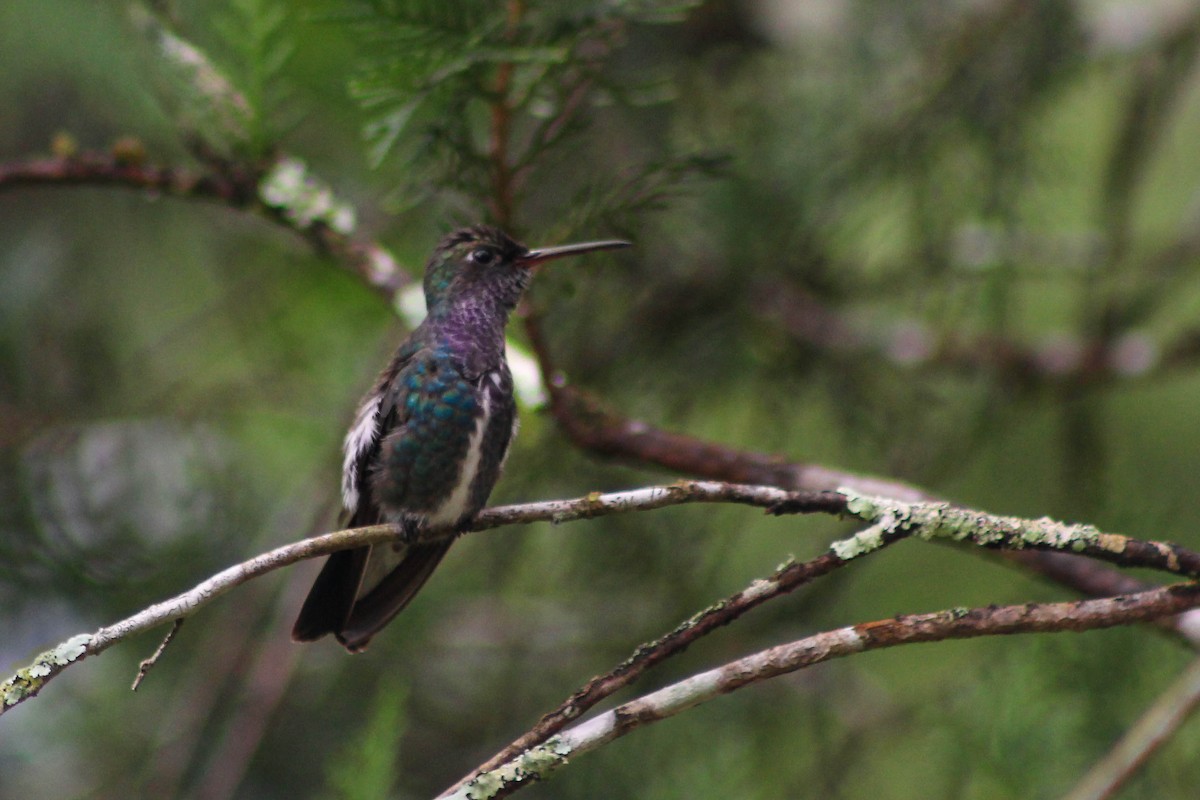 kolibřík safírový - ML523965571