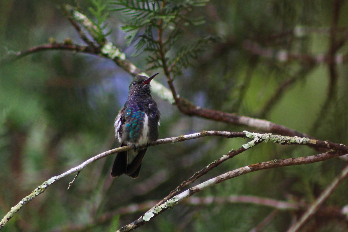 kolibřík safírový - ML523965591