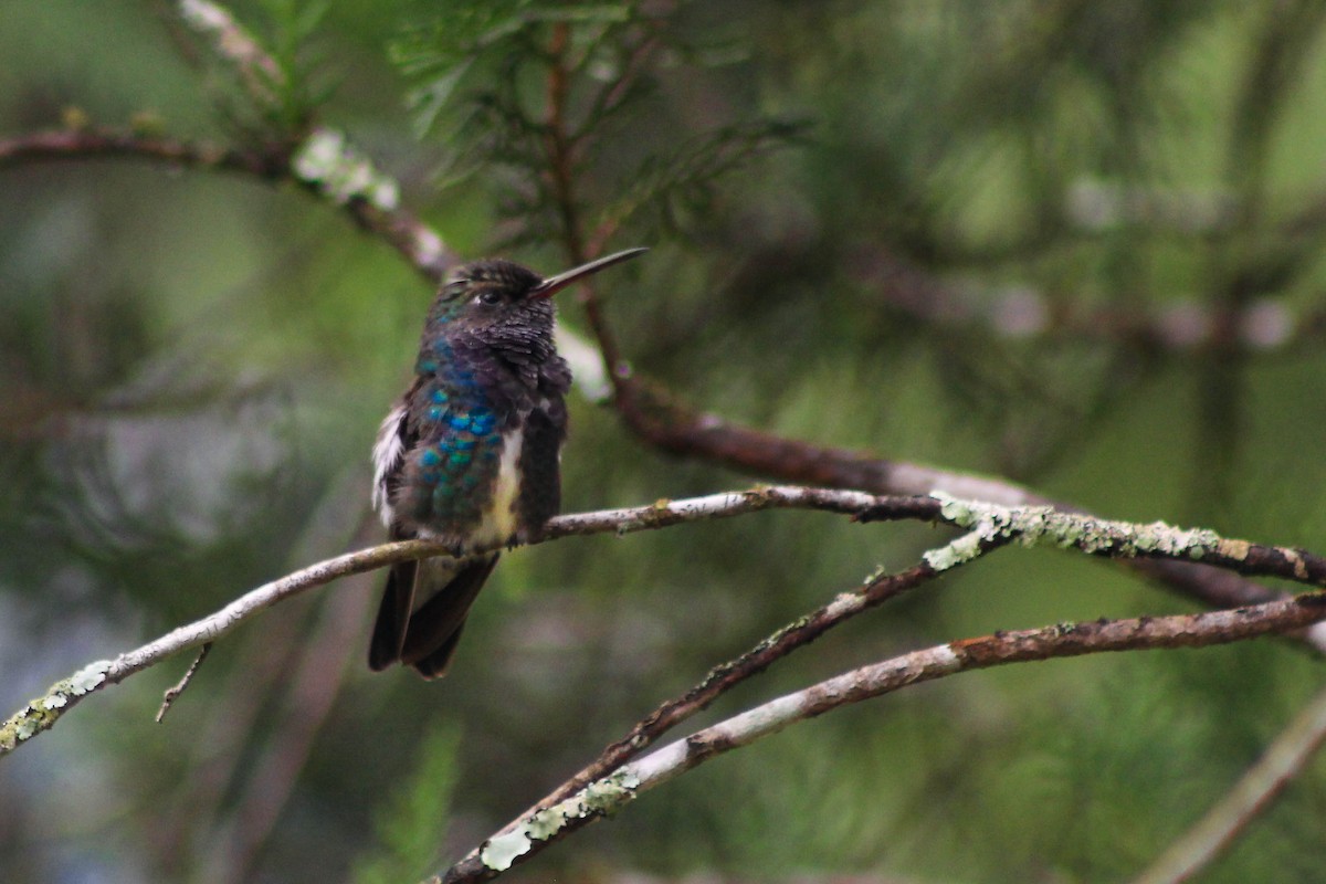 kolibřík safírový - ML523965611