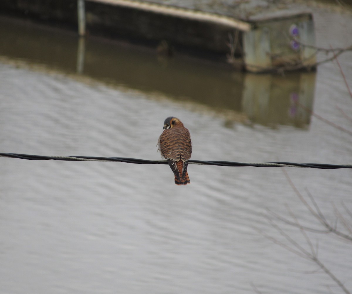 American Kestrel - Joshua  Eastlake