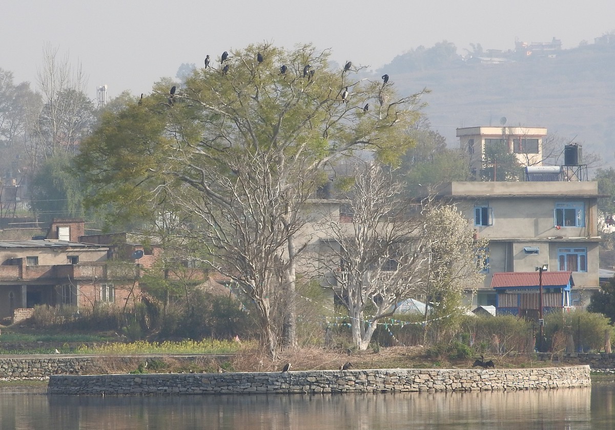 Great Cormorant - Sandy Gayasih