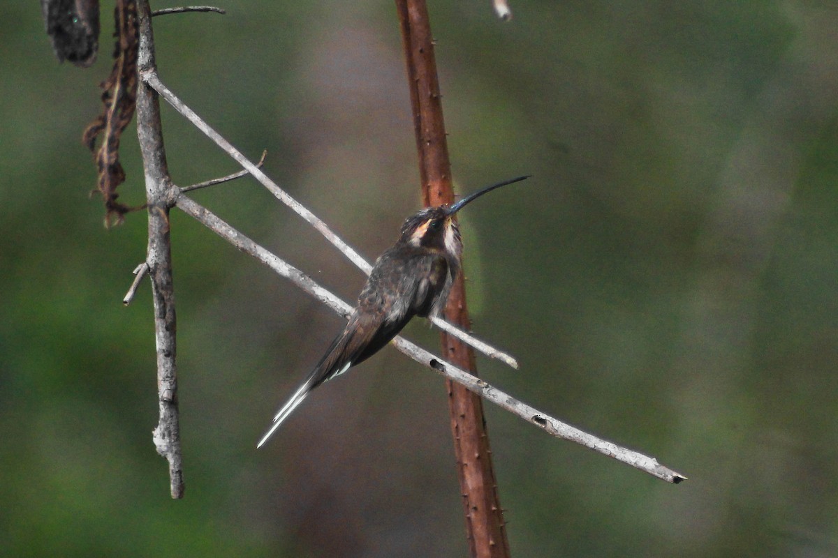 Scale-throated Hermit - Rafaela Wolf de Carvalho