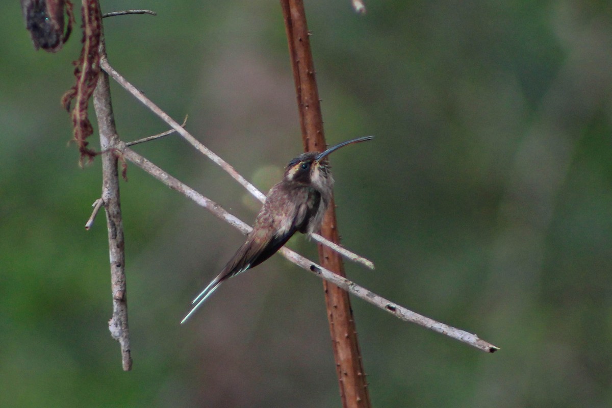 Scale-throated Hermit - ML523968201