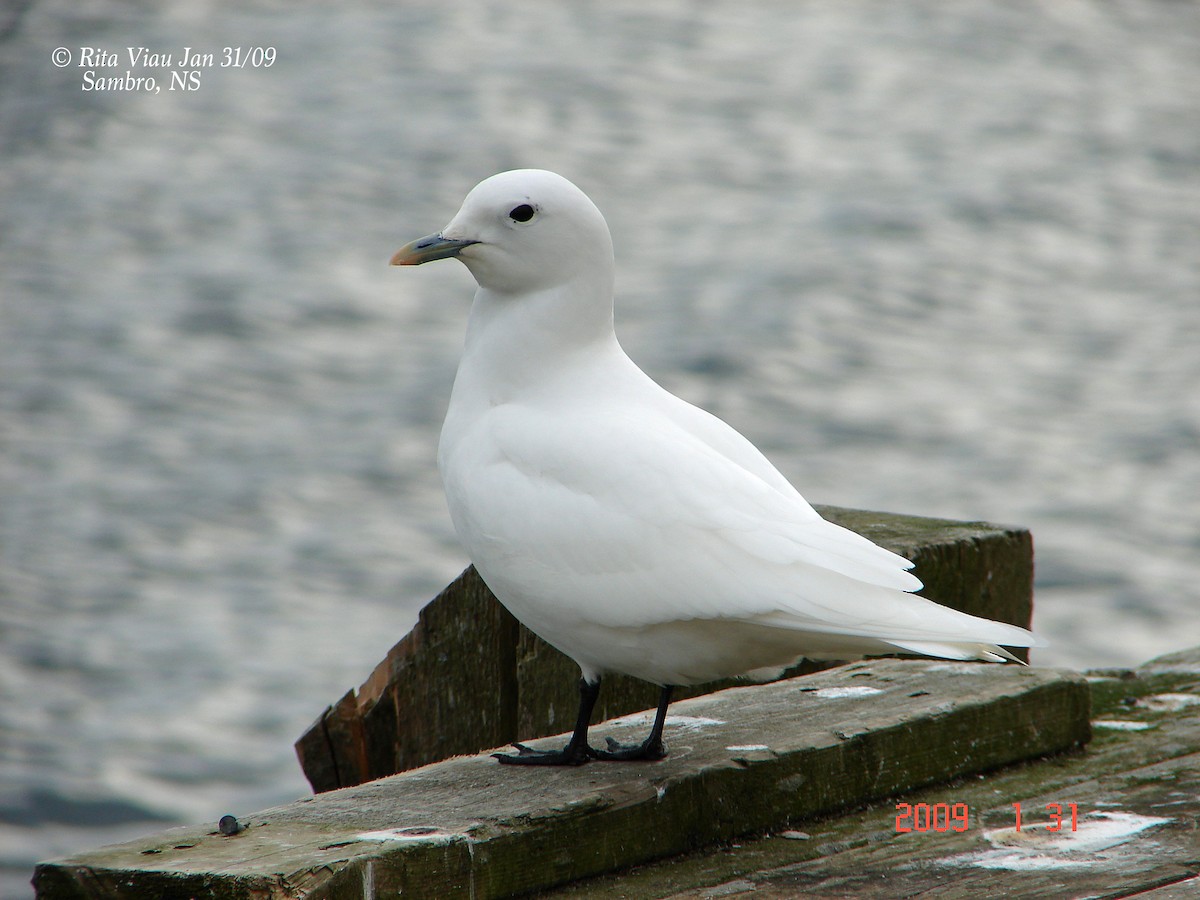 Ivory Gull - ML52396911