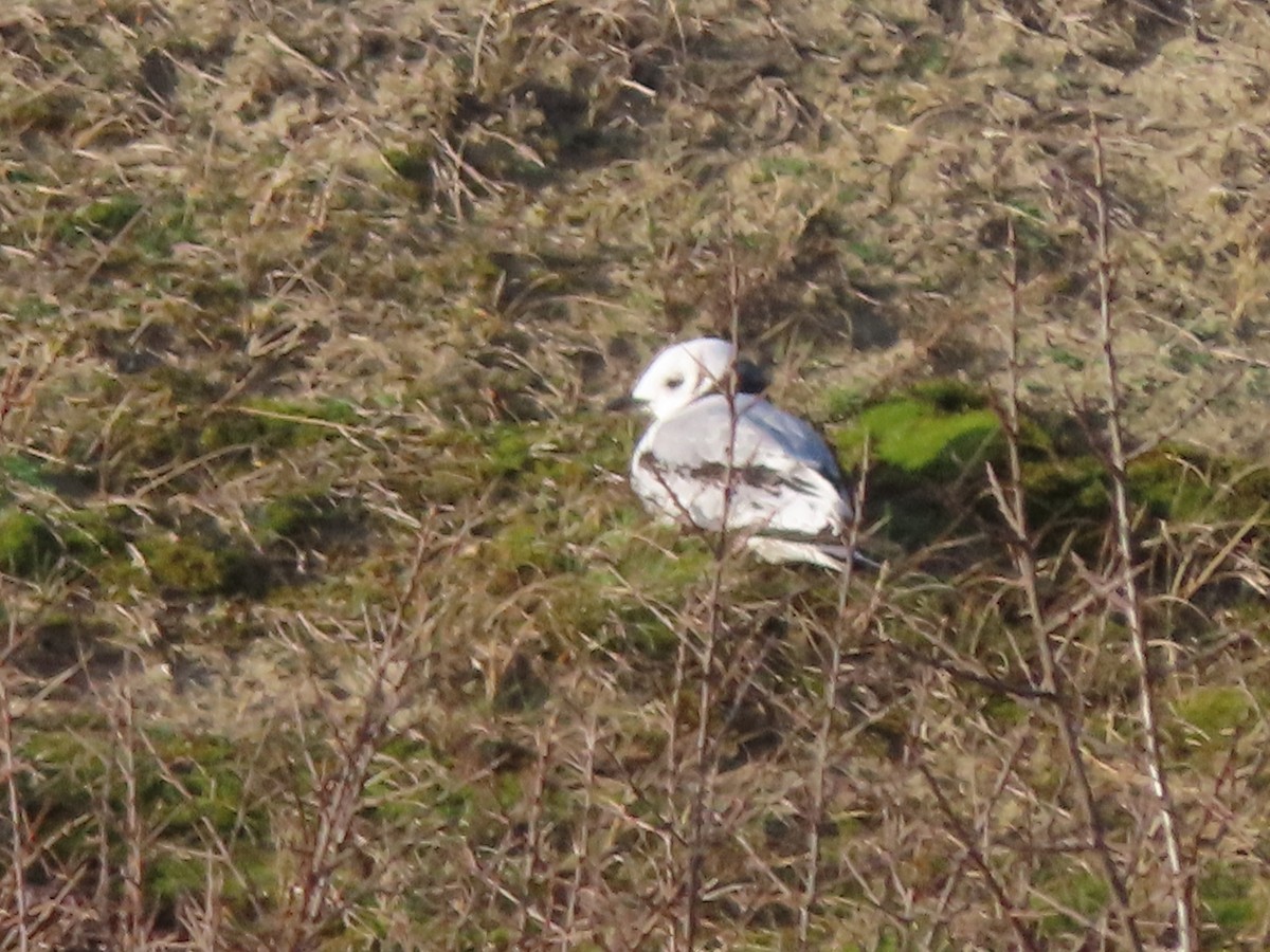 Black-legged Kittiwake - ML523969231