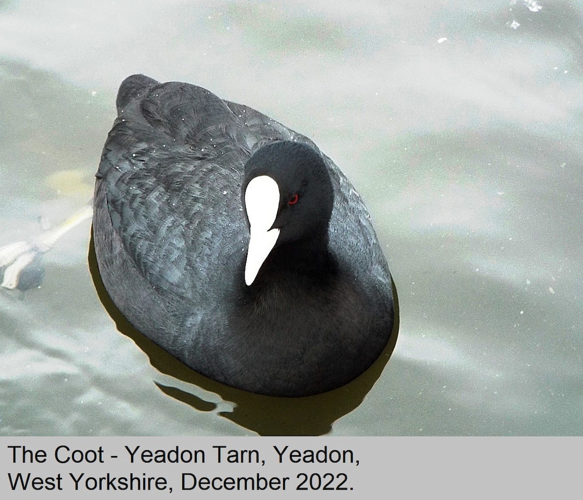Eurasian Coot - ML523969671
