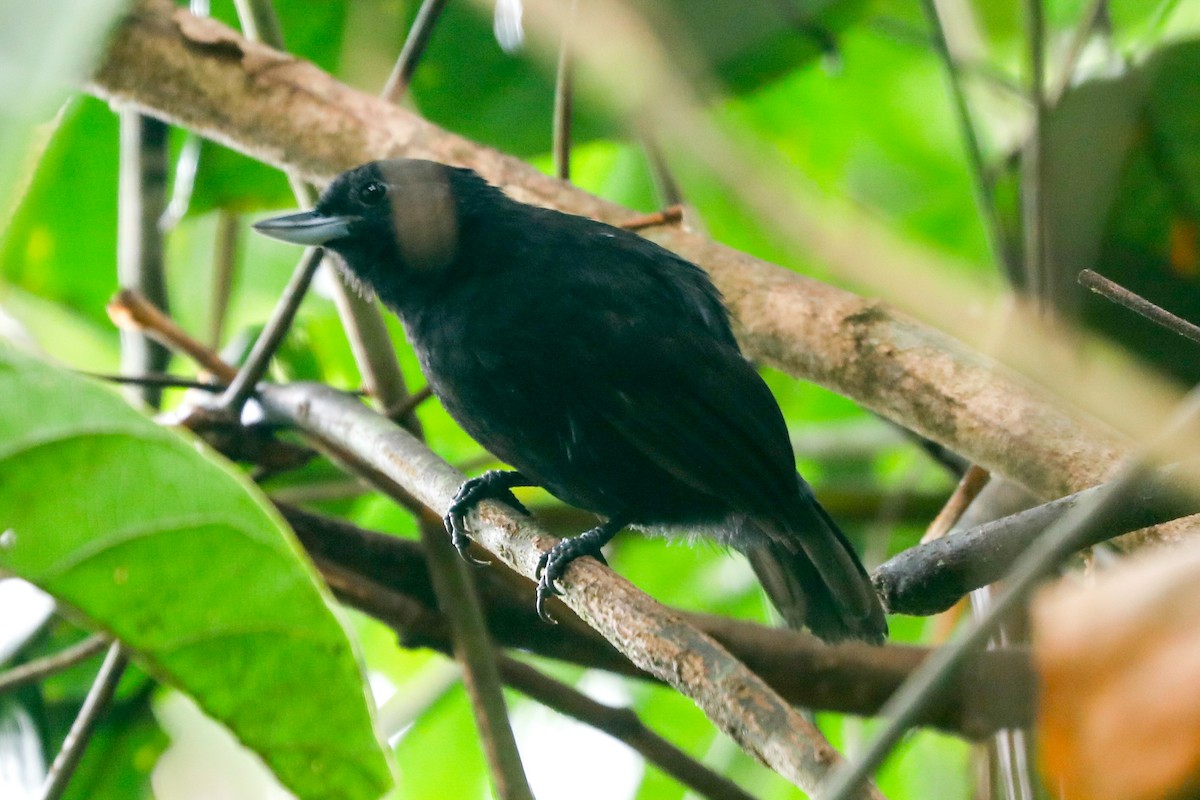 Black Bushbird - ML523970321