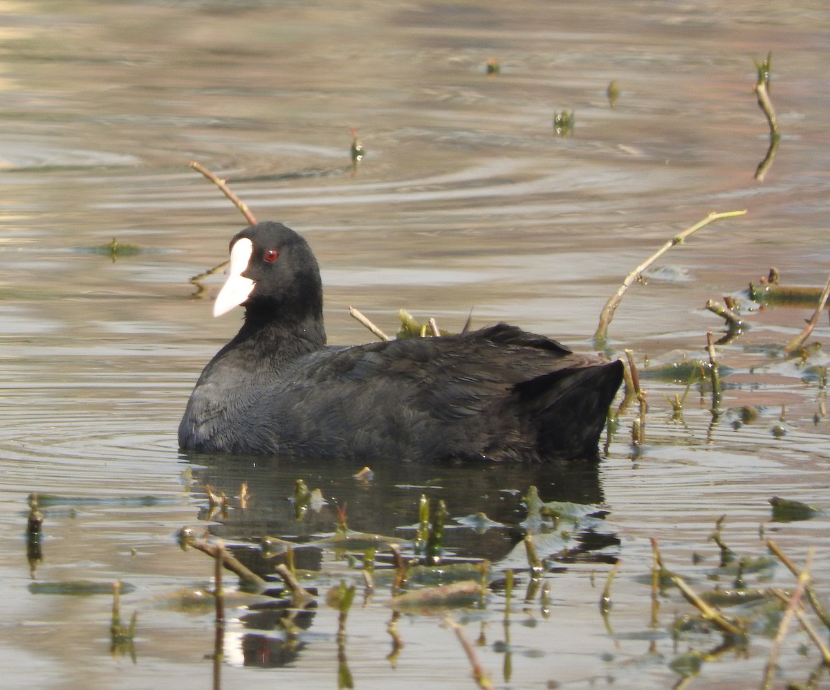 Eurasian Coot - ML52397071