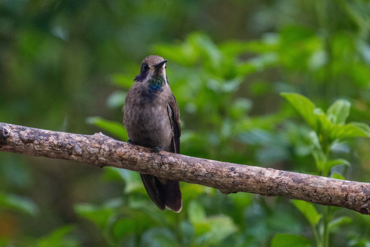 kolibřík fialovouchý - ML523971011