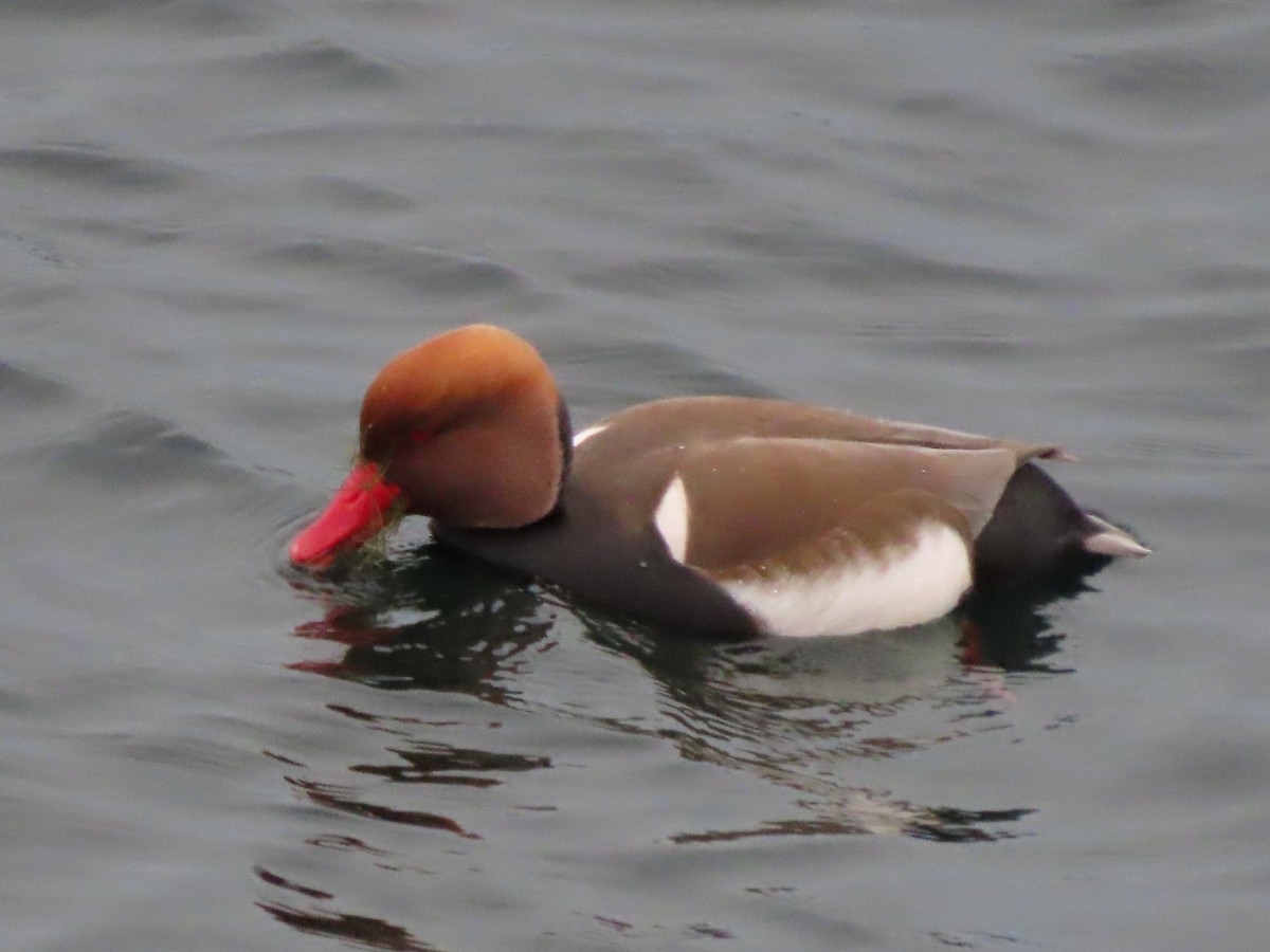 Red-crested Pochard - ML523971531