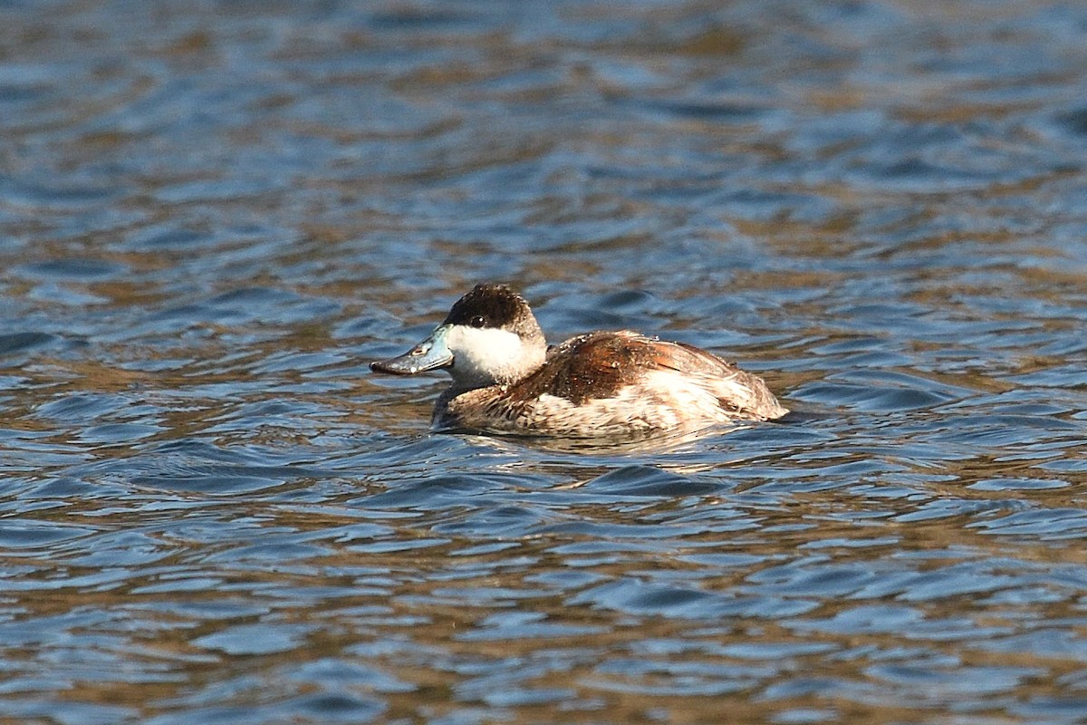 Érismature rousse - ML523972141