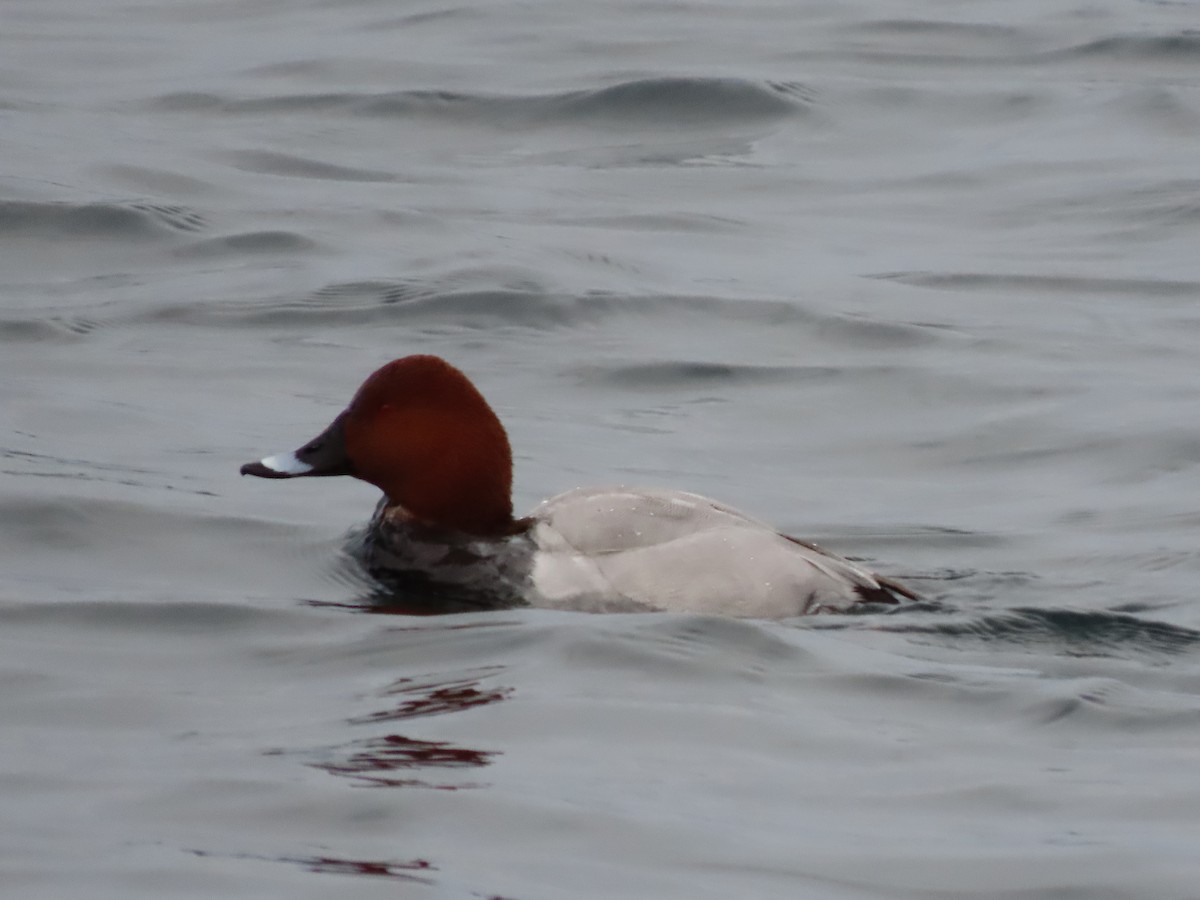 Common Pochard - ML523972481