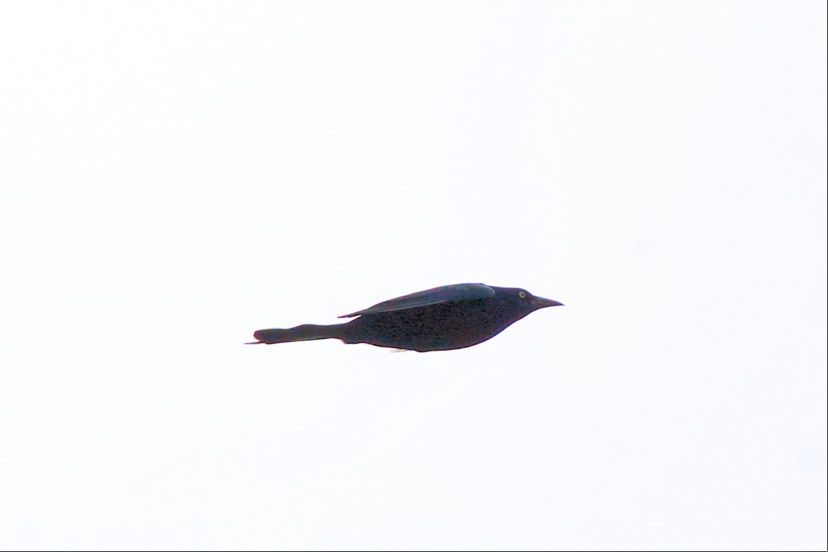 Common Grackle - ML523973561