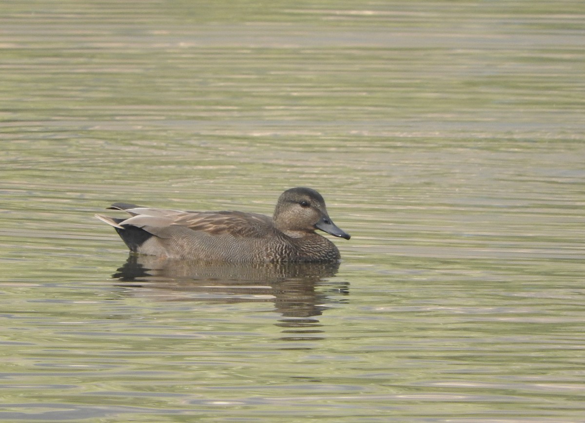 Gadwall - ML52397401