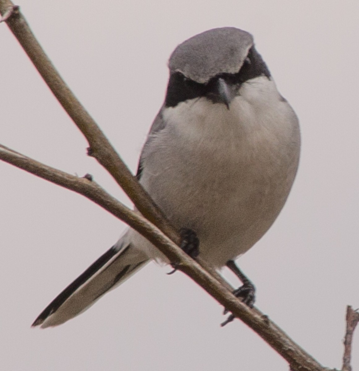 Loggerhead Shrike - ML523977881