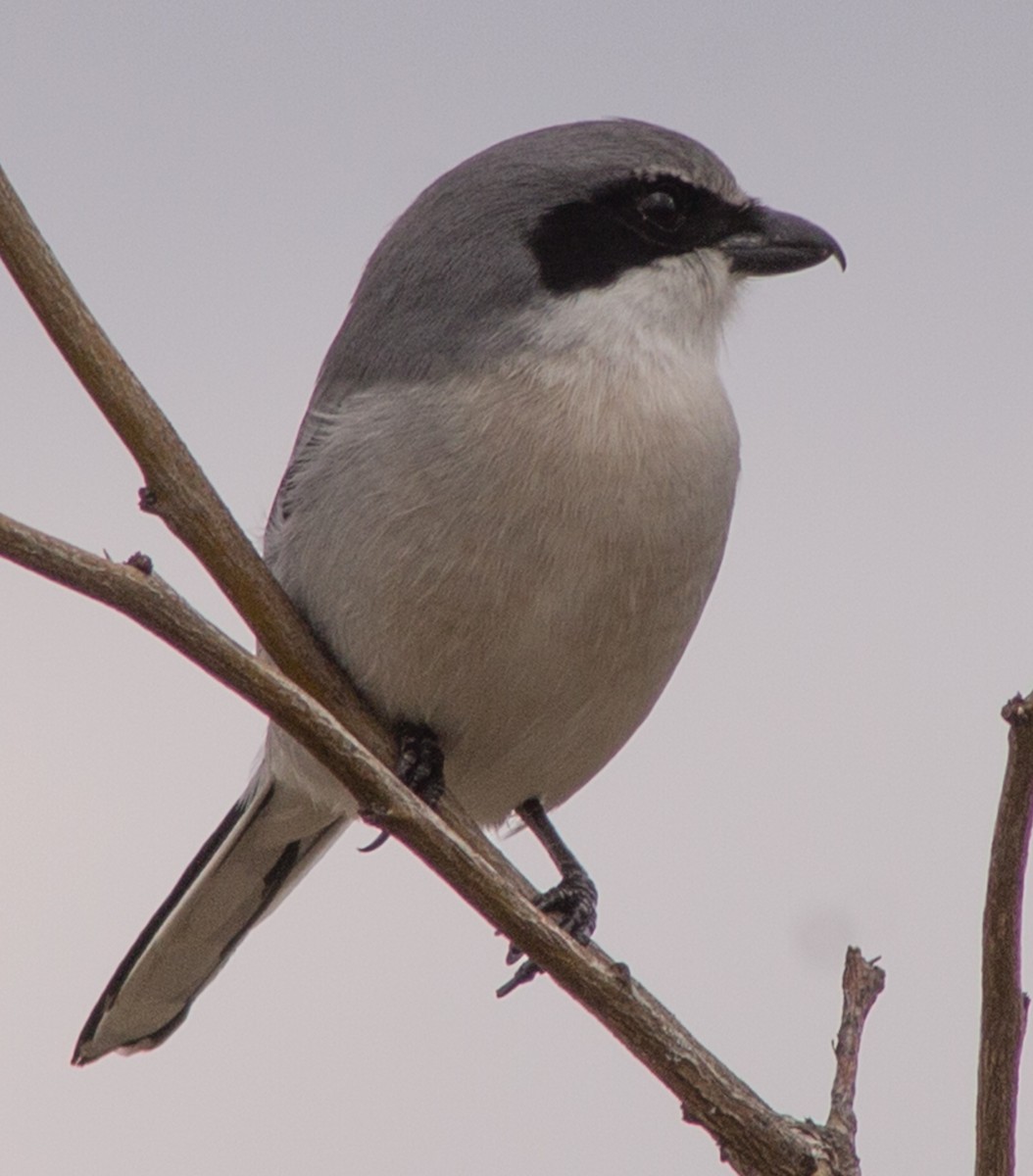 Pie-grièche migratrice - ML523977891