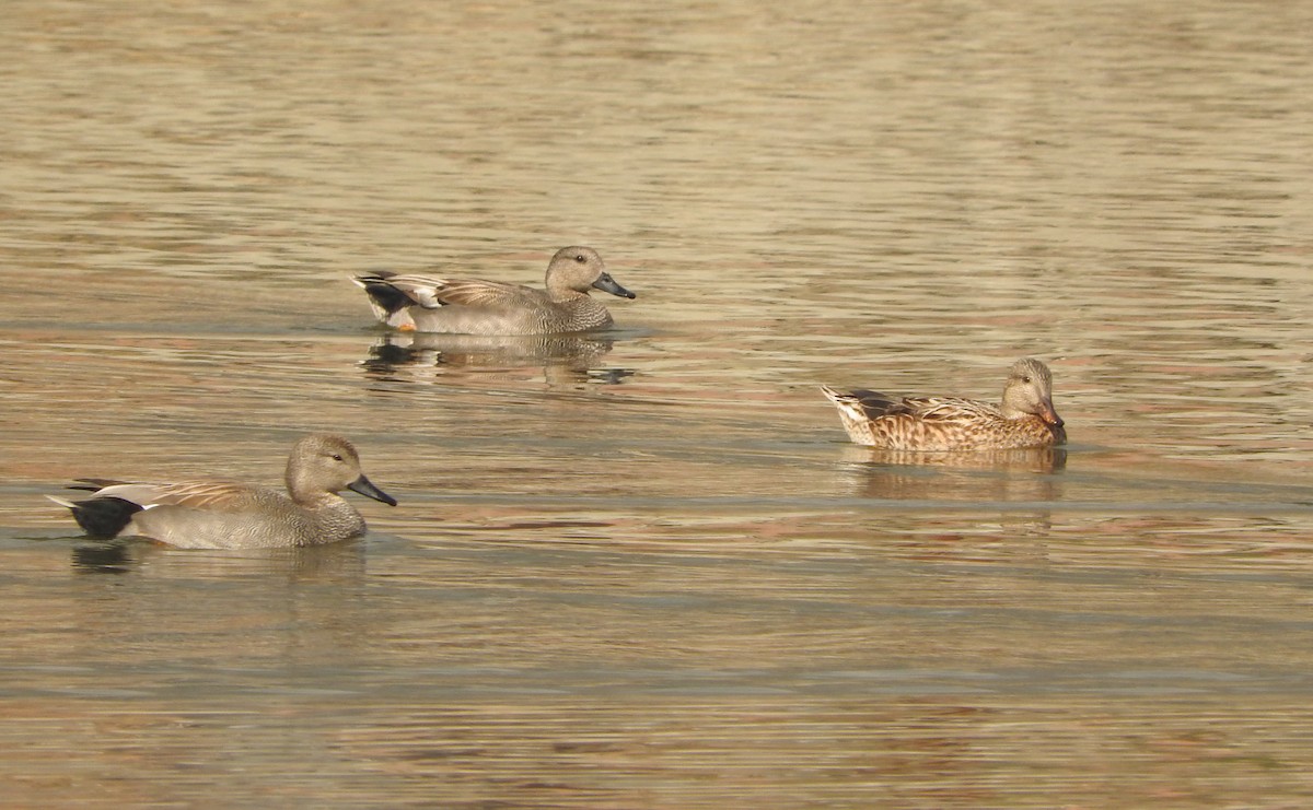 Gadwall - ML52397831