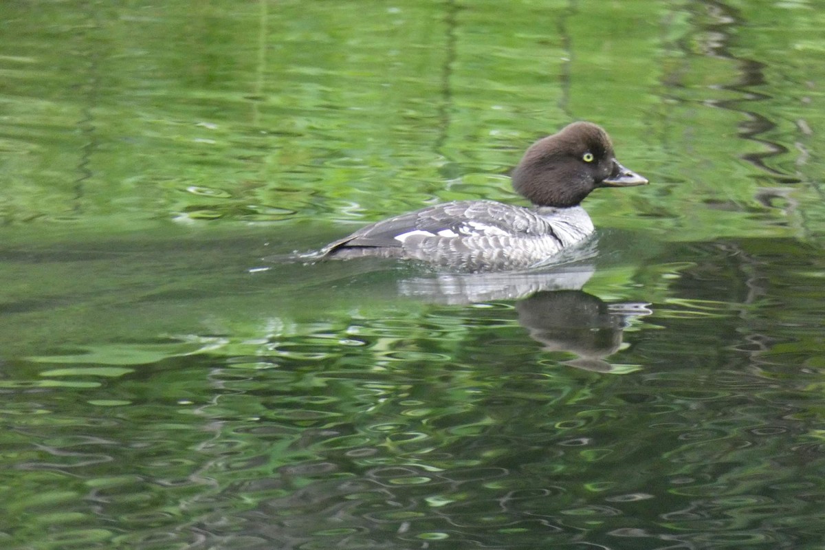 Barrow's Goldeneye - Rhonda Langelaan