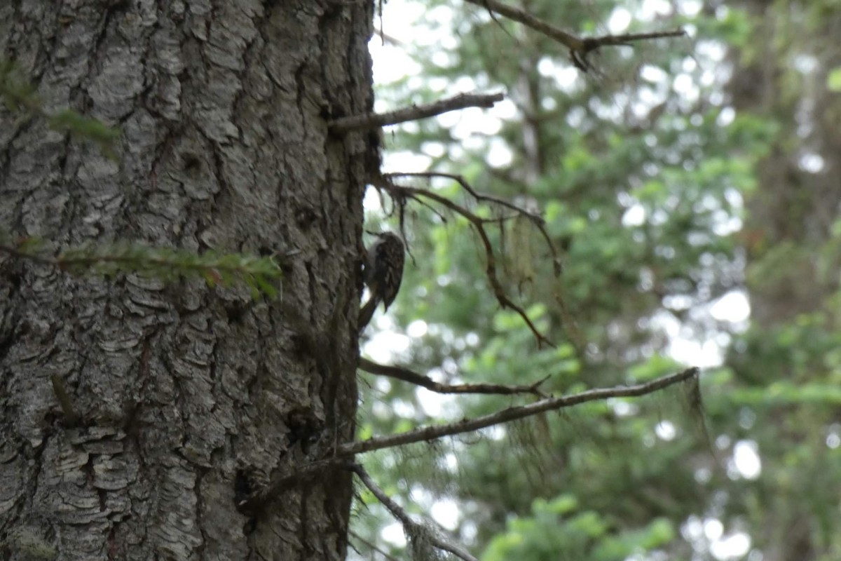 Brown Creeper - Rhonda Langelaan