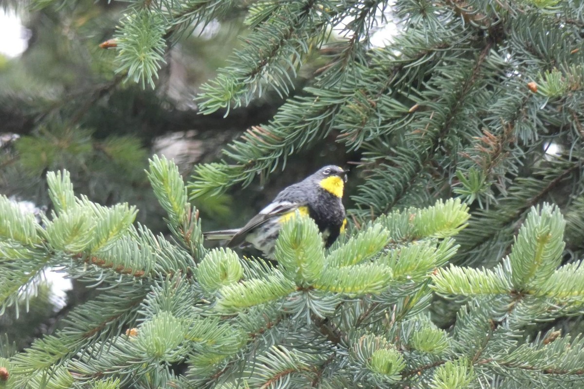 Yellow-rumped Warbler (Audubon's) - Rhonda Langelaan