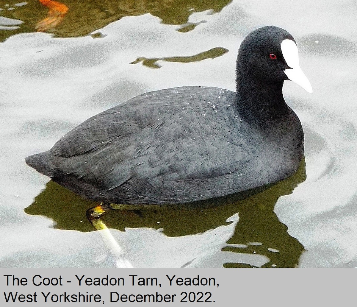 Eurasian Coot - ML523980671