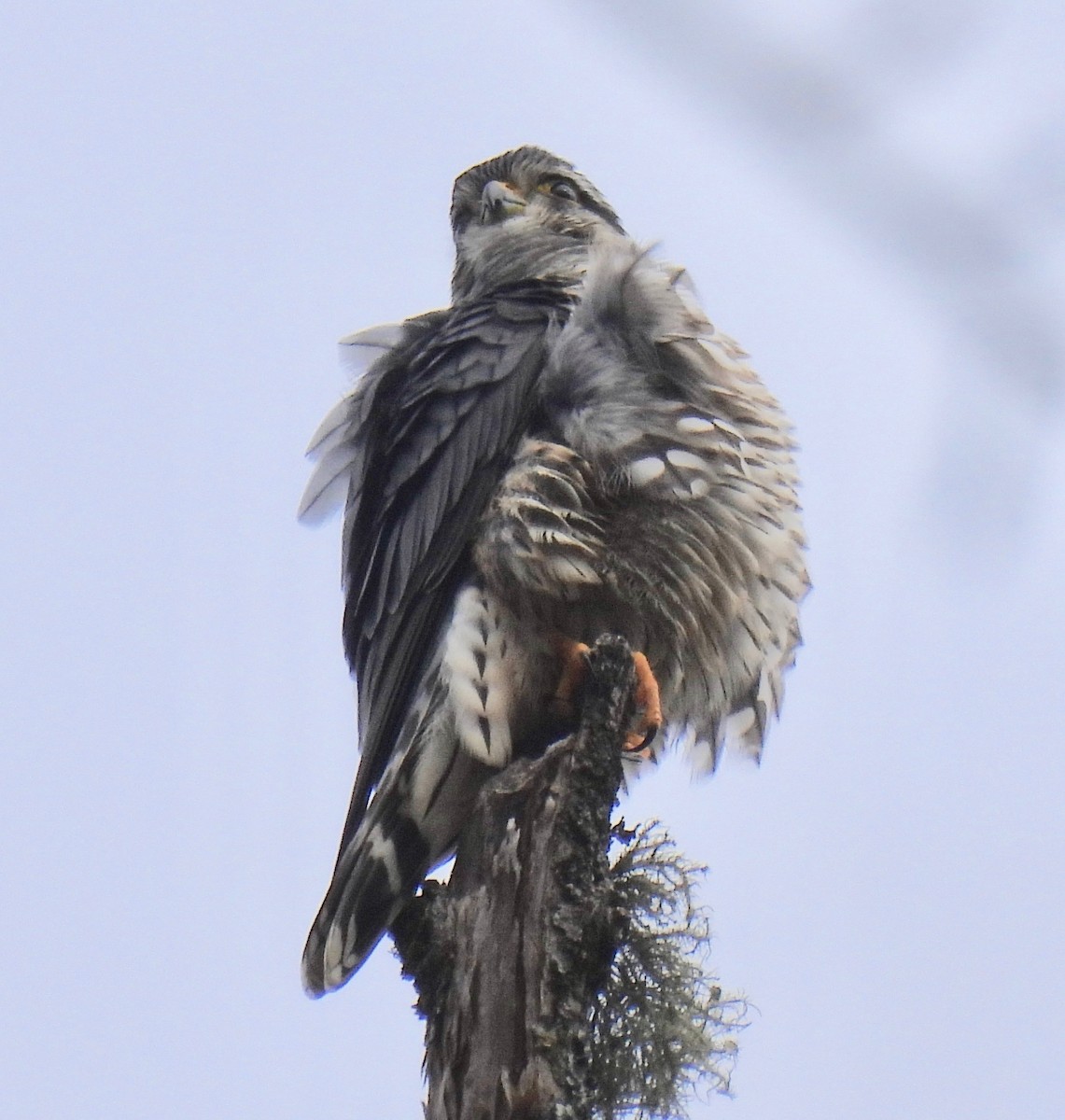 Merlin - ML523981401