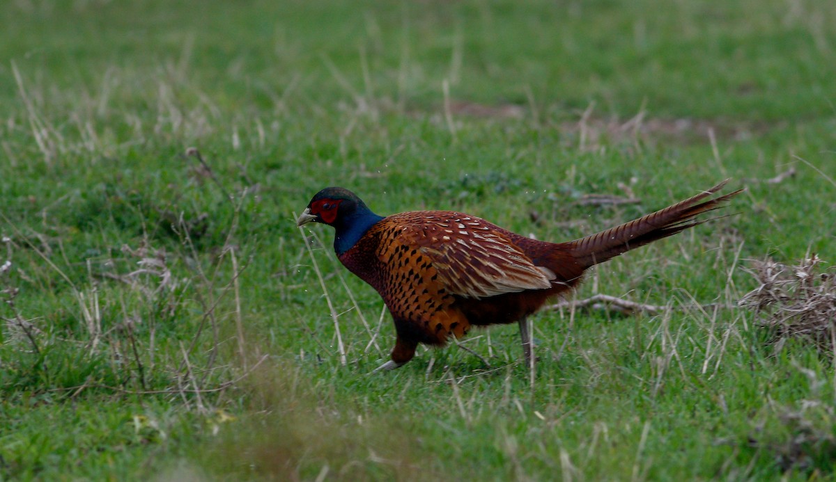 Ring-necked Pheasant - ML523981581