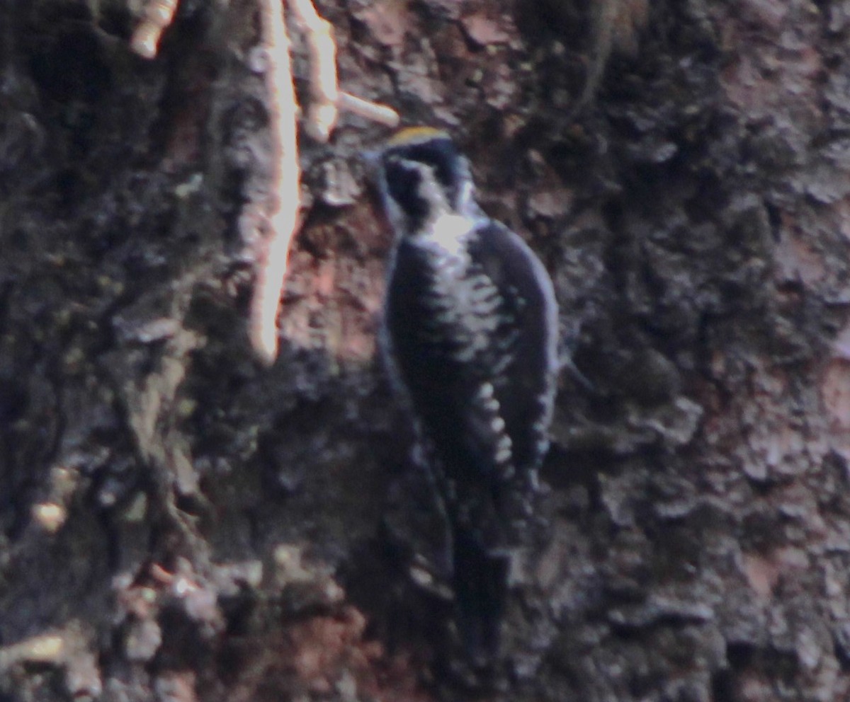 American Three-toed Woodpecker - ML523982011