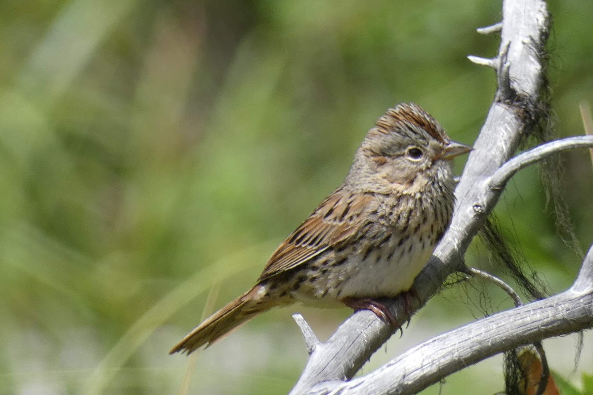 Lincoln's Sparrow - Rhonda Langelaan