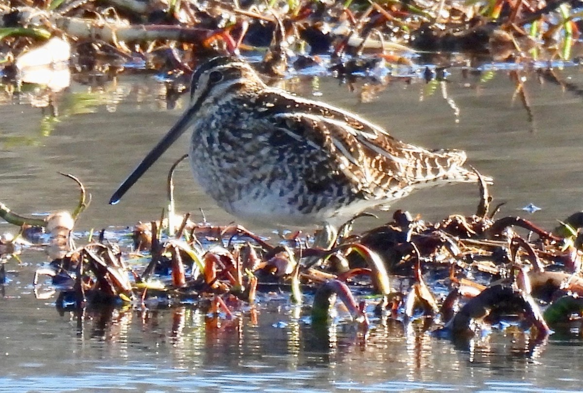 Wilson's Snipe - ML523982161