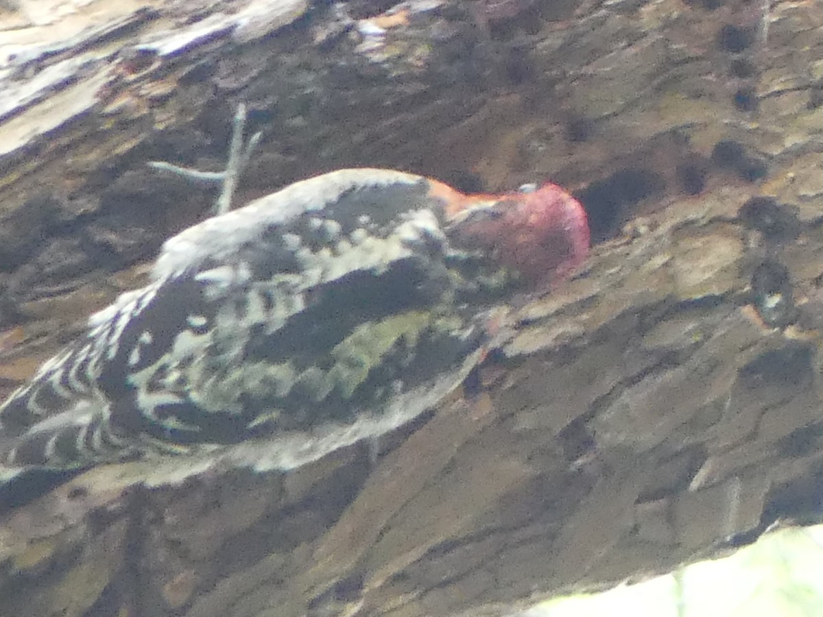 Red-breasted Sapsucker - ML523982321