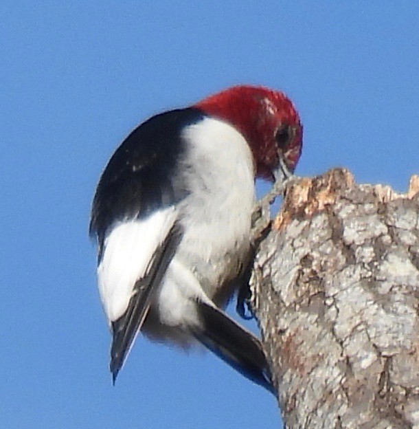 Pic à tête rouge - ML523982531