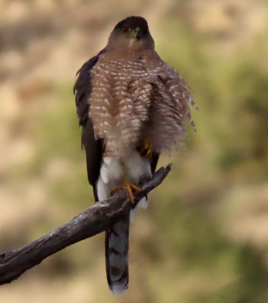 Cooper's Hawk - ML523983001