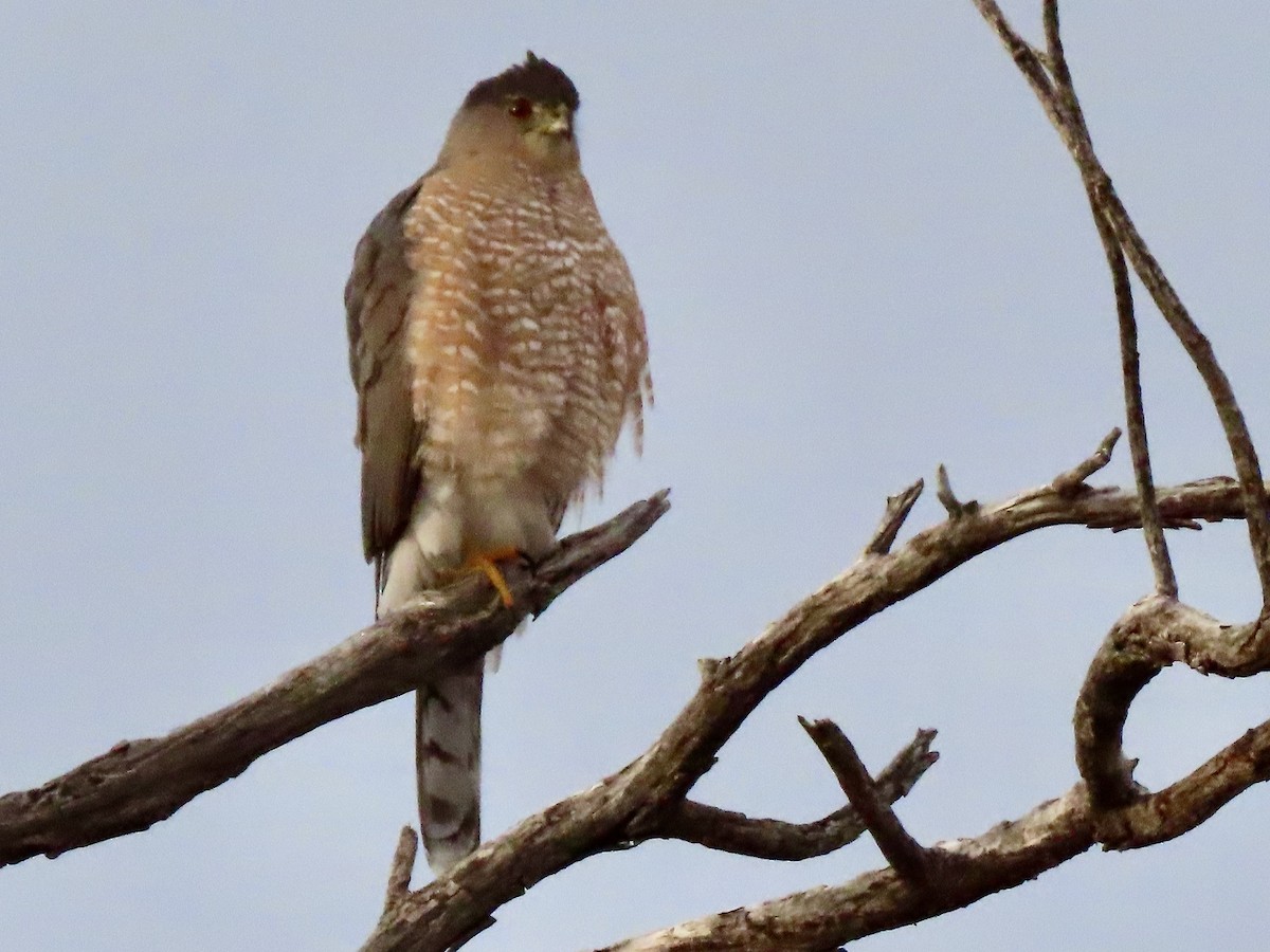 Cooper's Hawk - ML523983011