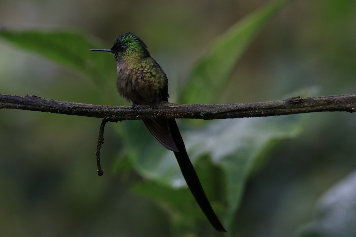 Violet-tailed Sylph - ML523983371