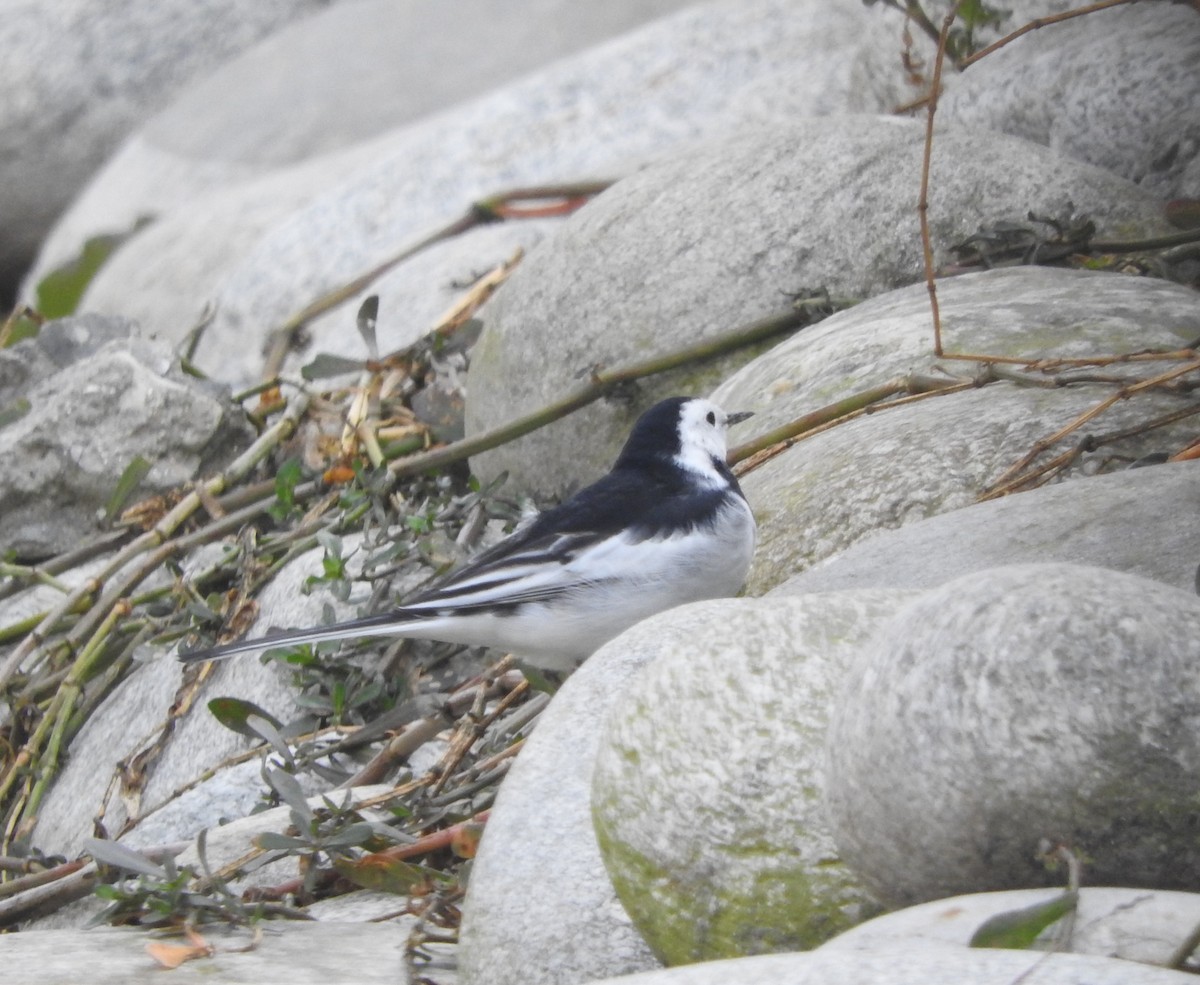 White Wagtail - ML52398361