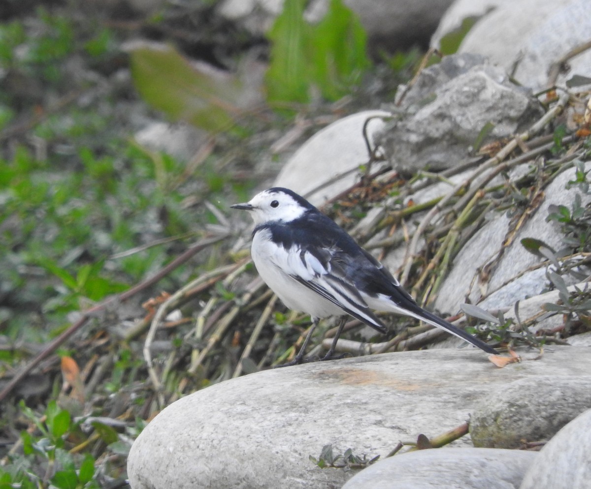 White Wagtail - ML52398371