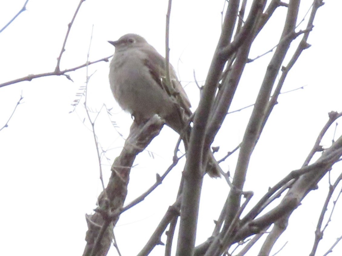 Townsend's Solitaire - Babs Buck