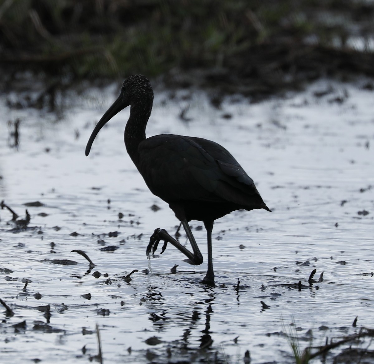 Glossy Ibis - ML523984821