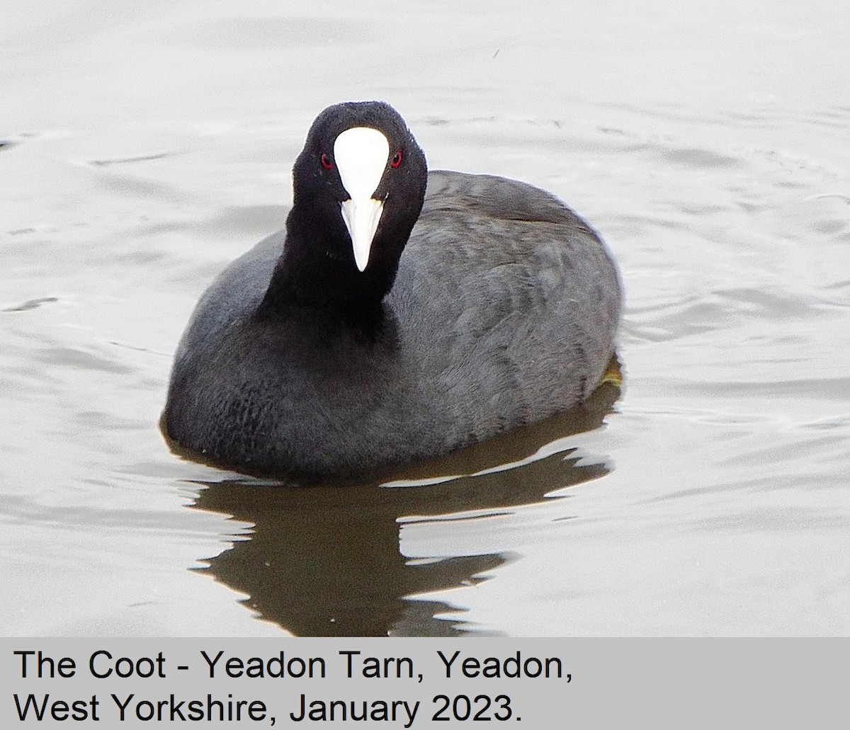 Eurasian Coot - ML523984991
