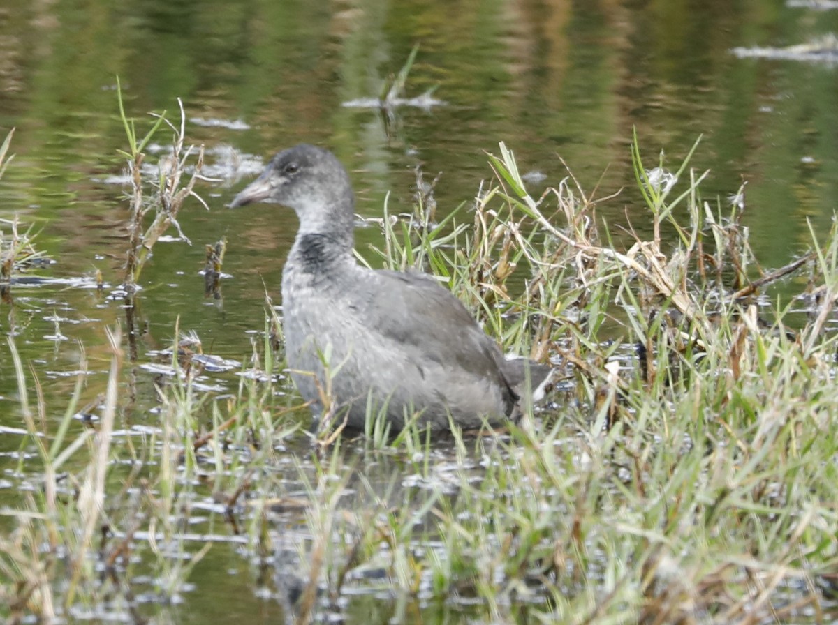 American Coot (White-shielded) - ML523985121