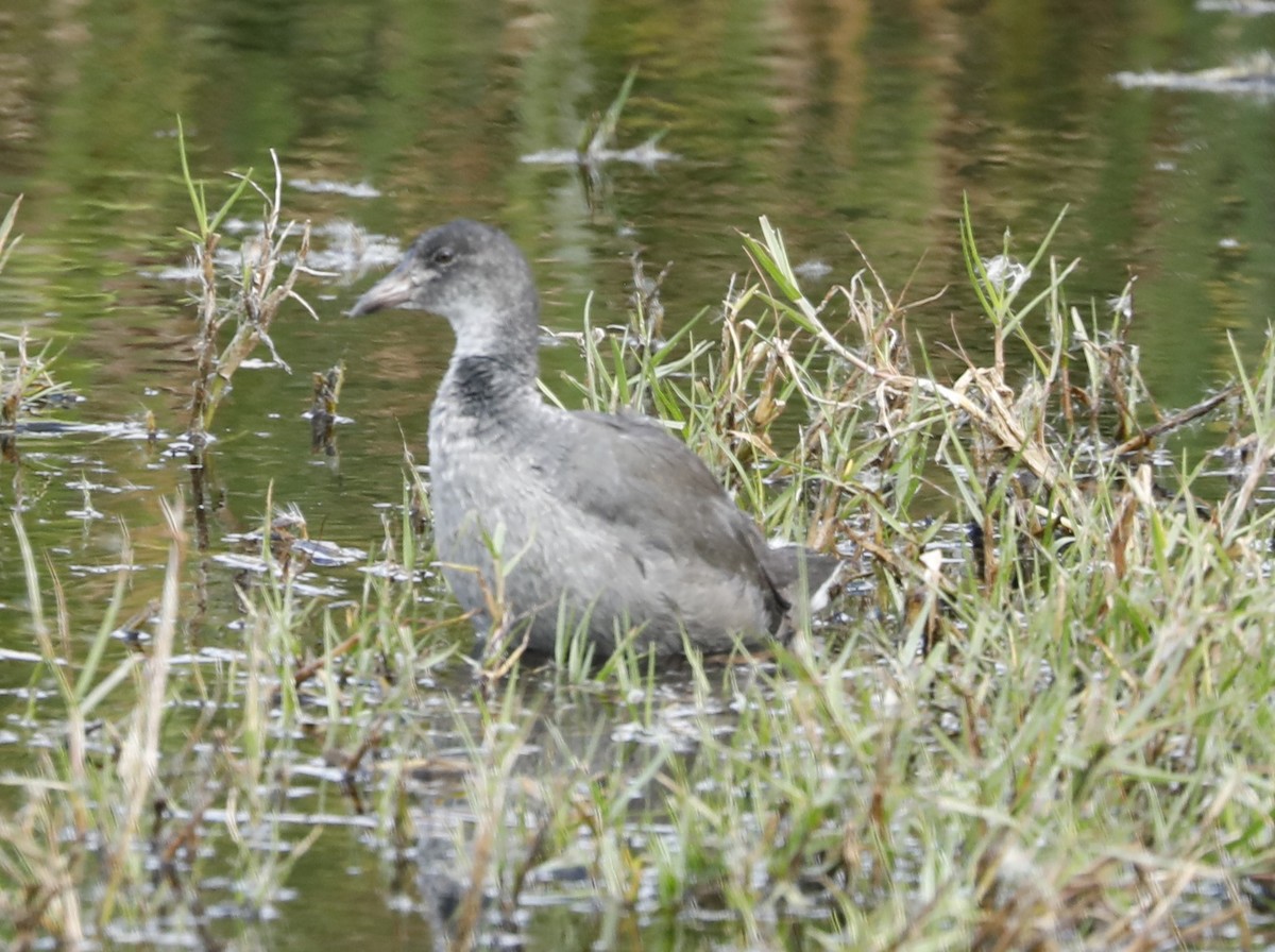 amerikasothøne (White-shielded) - ML523985121