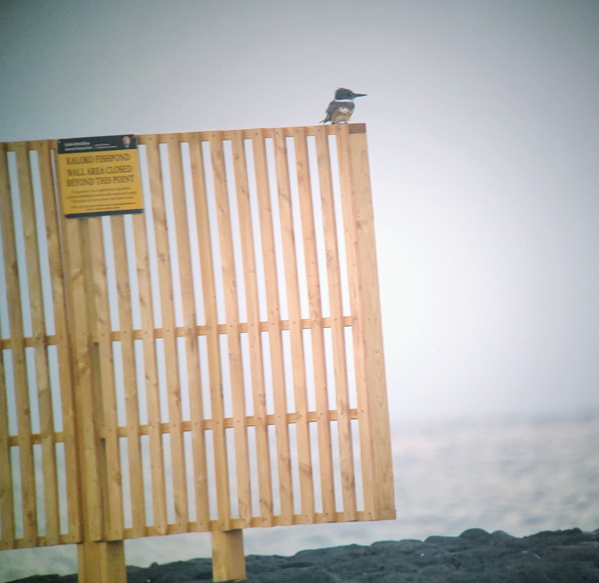 Belted Kingfisher - ML523986551