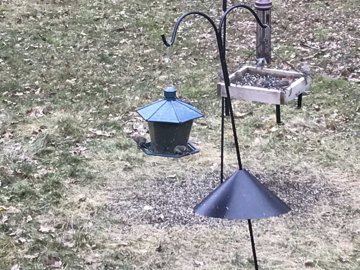 Redpoll (Common) - ML523987661