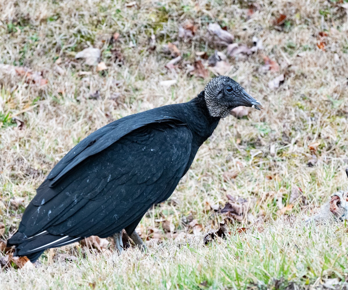 Black Vulture - ML523988531