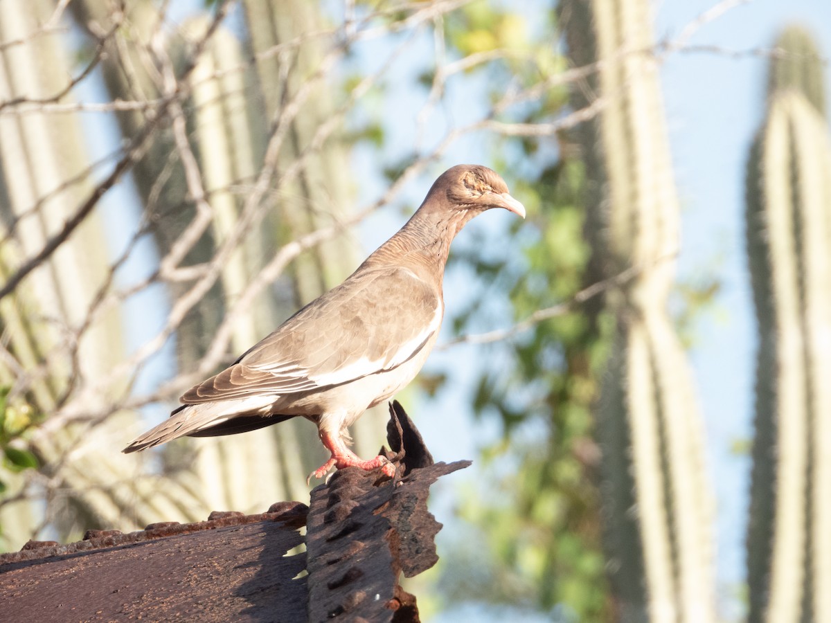 Bare-eyed Pigeon - ML523988761