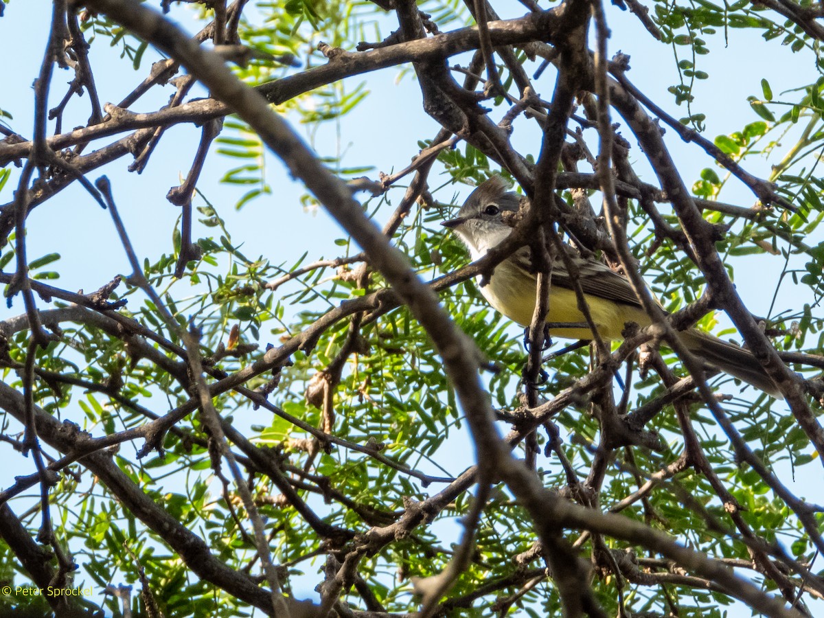 Northern Scrub-Flycatcher - ML523989581