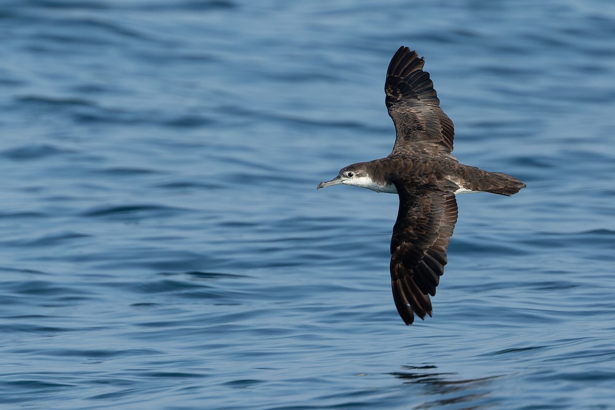 Persian Shearwater - Joachim Bertrands